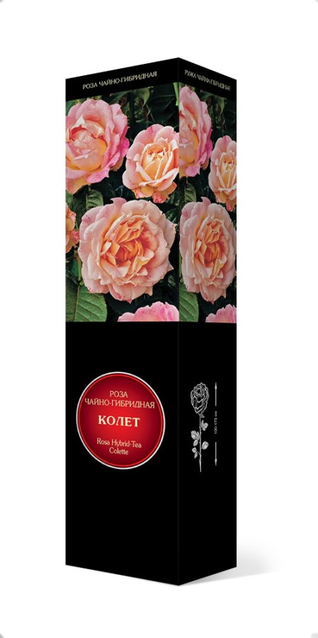 Купить Роза чайно-гибридная  Мейян  Колет 1шт. от 510 руб.