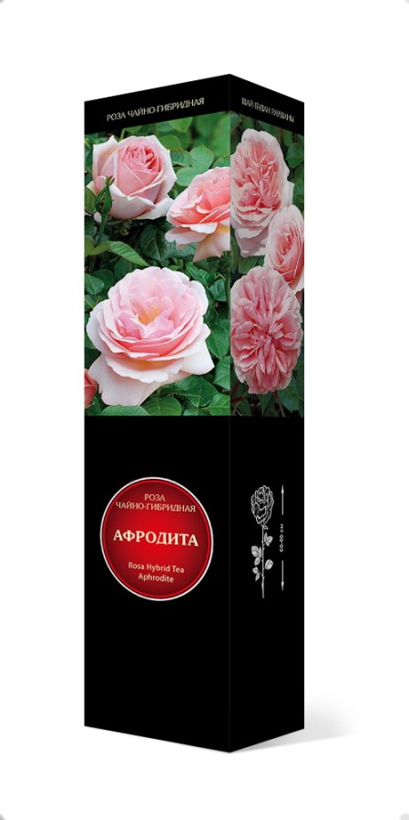 Купить Роза чайно-гибридная Афродита 1шт. от 650 руб.