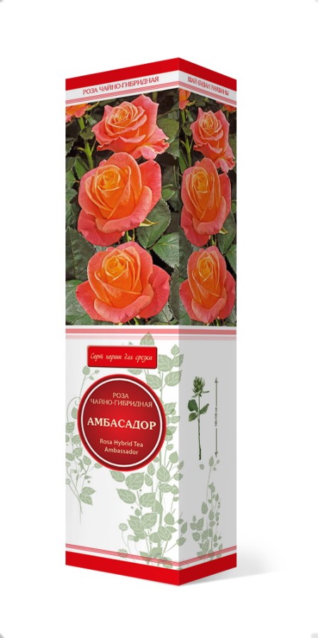 Купить Роза чайно-гибридная Амбасадор    1 шт. от 270 руб.