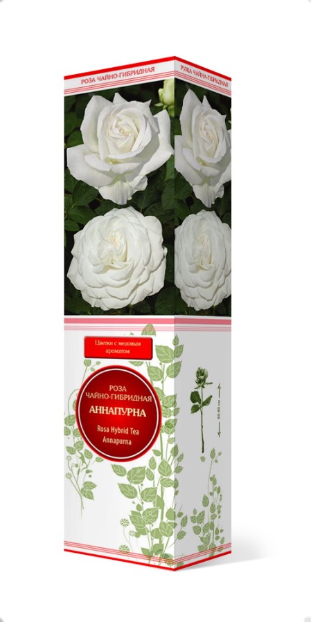 Купить Роза чайно-гибридная Аннапурна  1шт. от 387 руб.