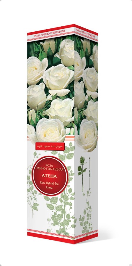 Купить Роза чайно-гибридная Атена 1шт. от 320 руб.