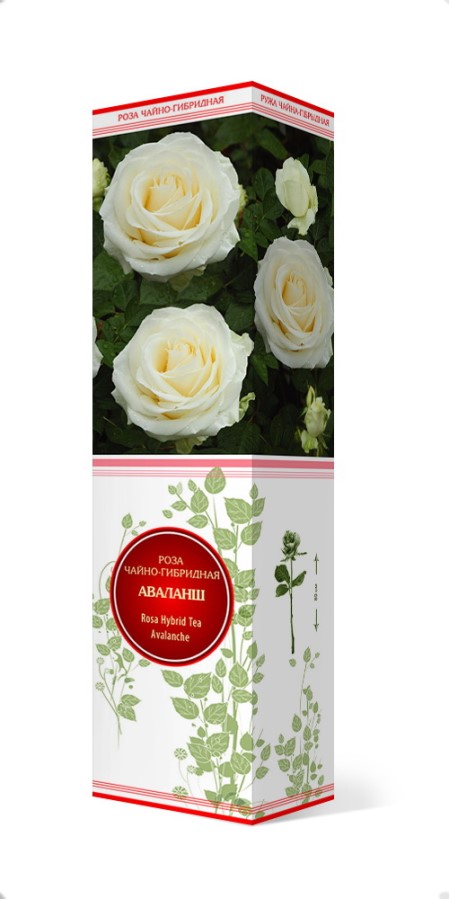 Купить Роза чайно-гибридная Аваланш  1 шт. от 270 руб.