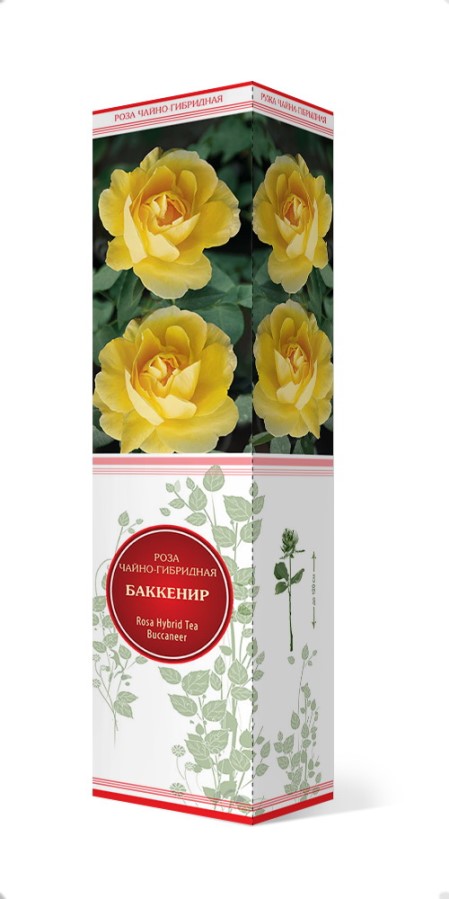 Купить Роза чайно-гибридная Баккенир 1 шт. от 290 руб.