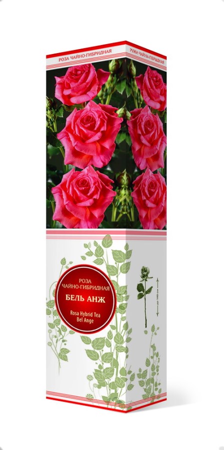 Купить Роза чайно-гибридная Бель Анж 1шт. от 270 руб.