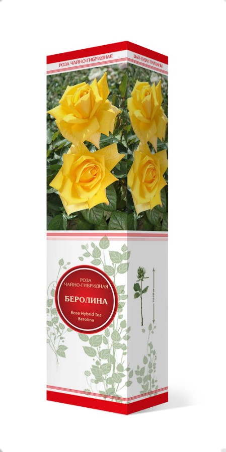 Купить Роза чайно-гибридная Беролина  1 шт. от 415 руб.