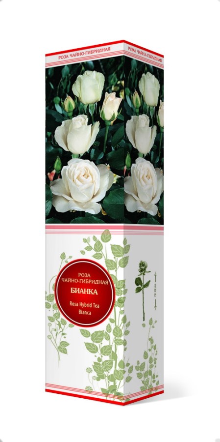 Купить Роза чайно-гибридная Бианка 1 шт. от 270 руб.