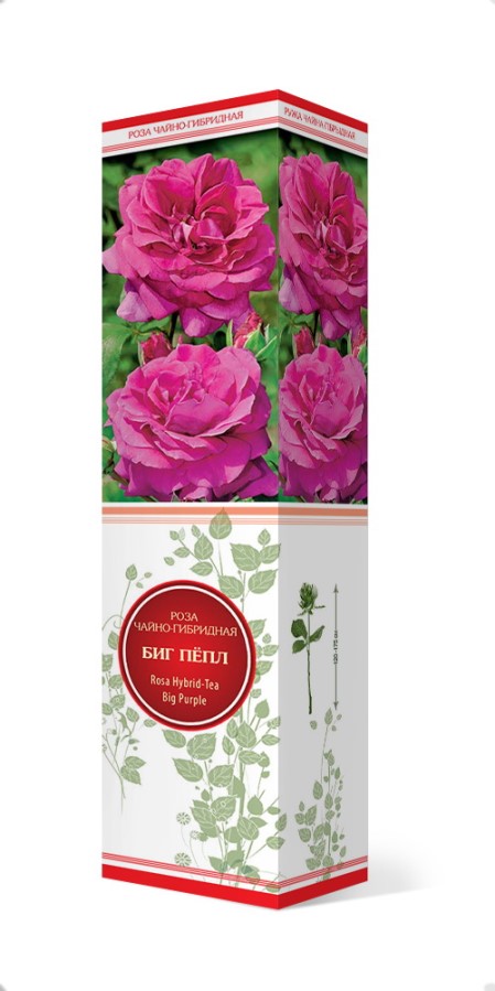 Купить Роза чайно-гибридная Биг Пёпл  1 шт. от 415 руб.