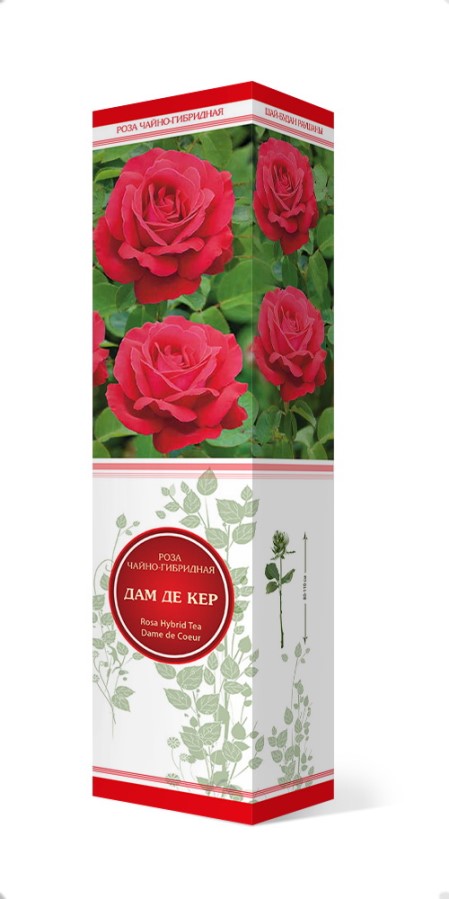 Купить Роза чайно-гибридная Дам де Кер   1 шт. от 314 руб.