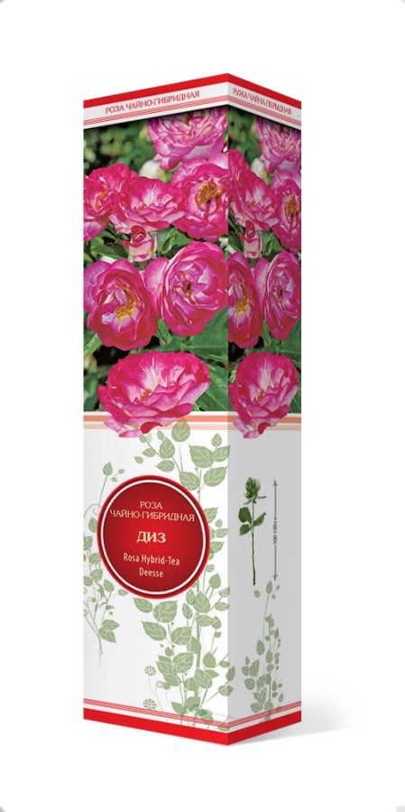 Купить Роза чайно-гибридная Диз  1 шт. от 387 руб.