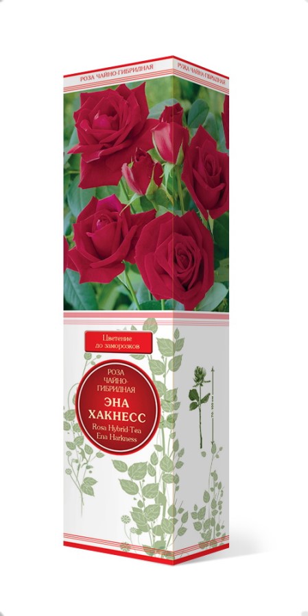 Купить Роза чайно-гибридная Эна Хакнесс   1 шт. от 275 руб.