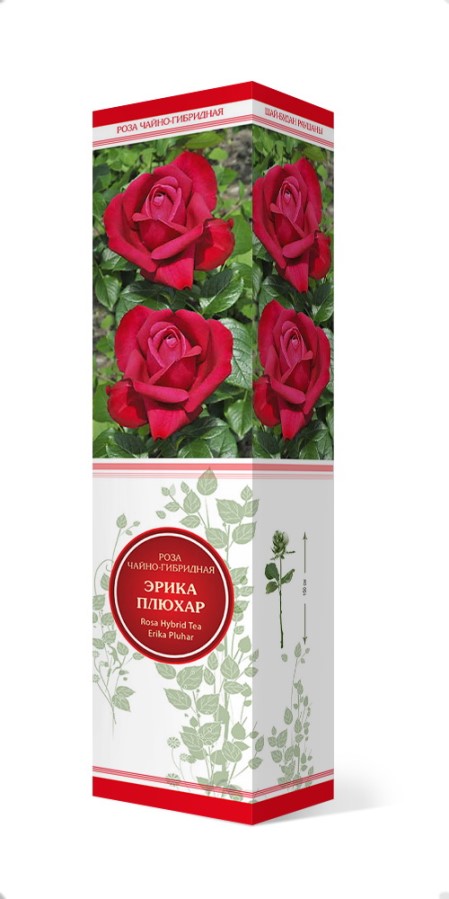 Купить Роза чайно-гибридная Эрика Плюхар   1 шт. от 275 руб.