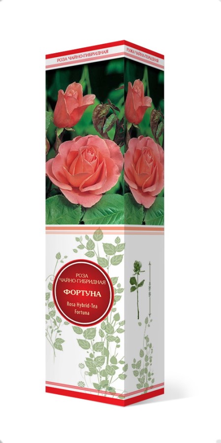Купить Роза чайно-гибридная Фортуна 1шт. от 290 руб.
