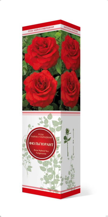 Купить Роза чайно-гибридная Фюльгюрант 1 шт. от 290 руб.