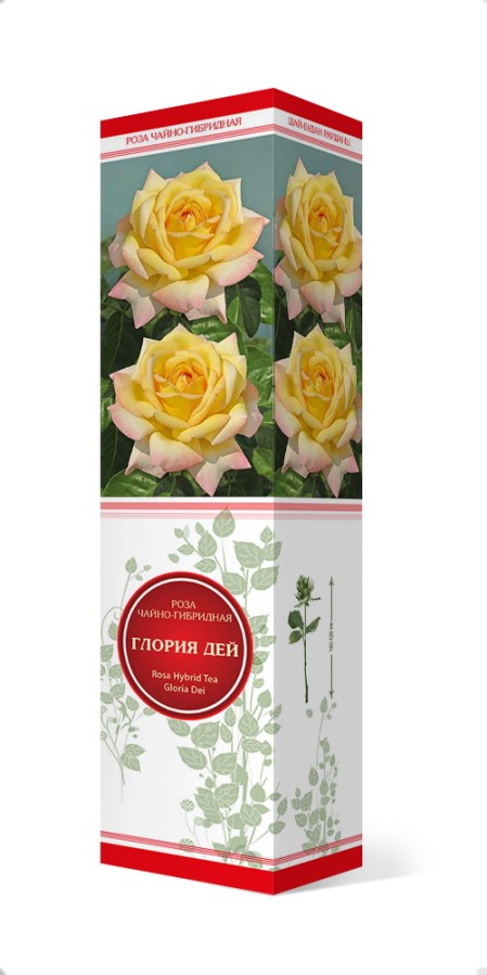 Купить Роза чайно-гибридная Глория Дей (Пис)   1 шт. от 415 руб.