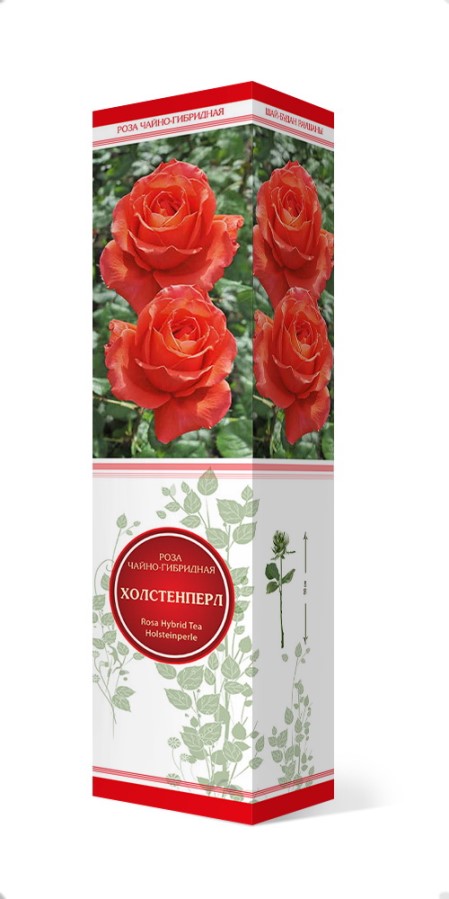 Купить Роза чайно-гибридная Холстенперл   1 шт. от 290 руб.