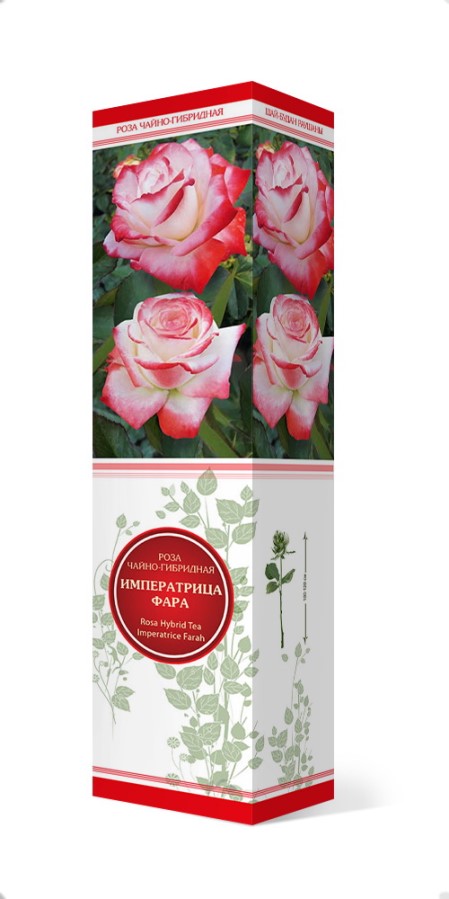 Купить Роза чайно-гибридная Императрица Фара   1 шт. от 415 руб.