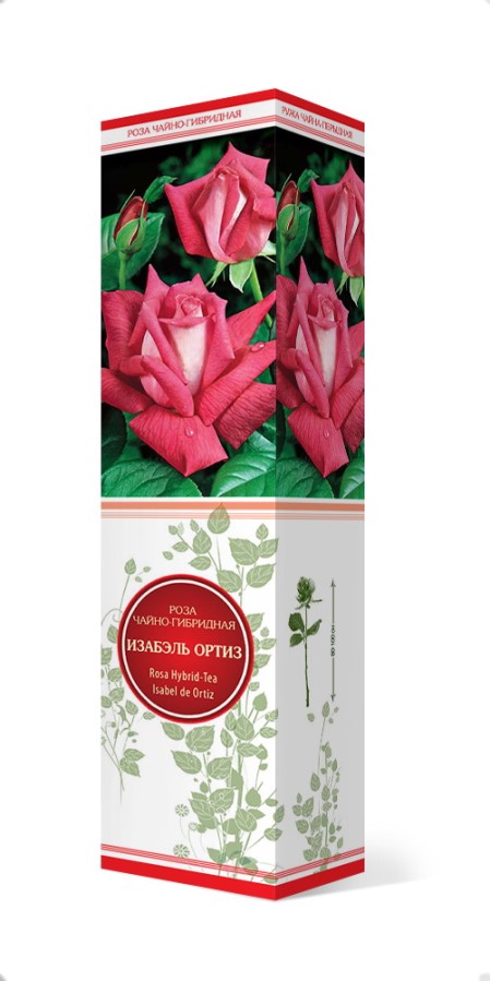 Купить Роза чайно-гибридная Изабэль Ортиз   1 шт. от 260 руб.