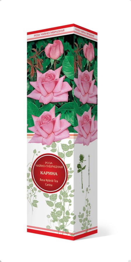 Купить Роза чайно-гибридная Карина 1 шт. от 275 руб.