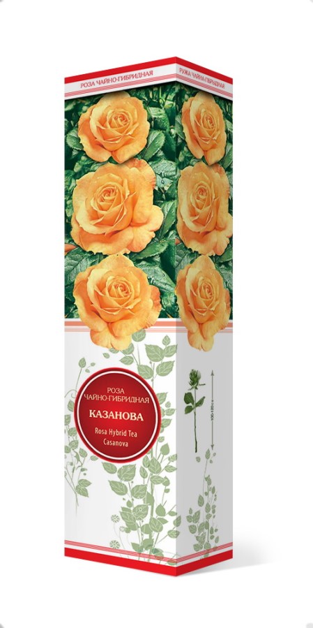 Купить Роза чайно-гибридная Казанова 1 шт. от 270 руб.