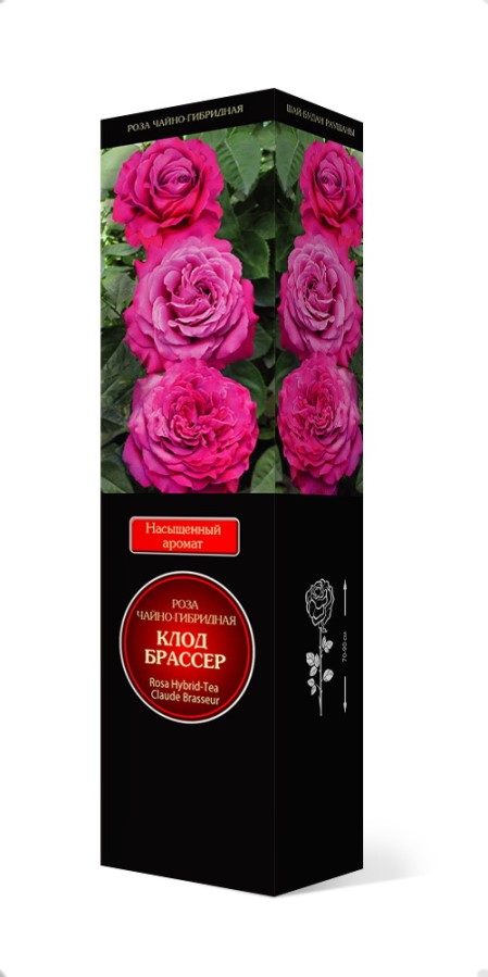 Купить Роза чайно-гибридная Клод Брассер 1шт. от 695 руб.