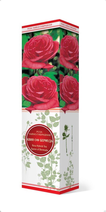 Купить Роза чайно-гибридная Квин оф бермуда 1шт. от 290 руб.