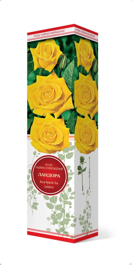 Купить Роза чайно-гибридная Ландора  1 шт. от 319 руб.