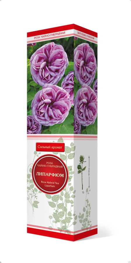 Купить Роза чайно-гибридная Липарфюм   1 шт. от 320 руб.
