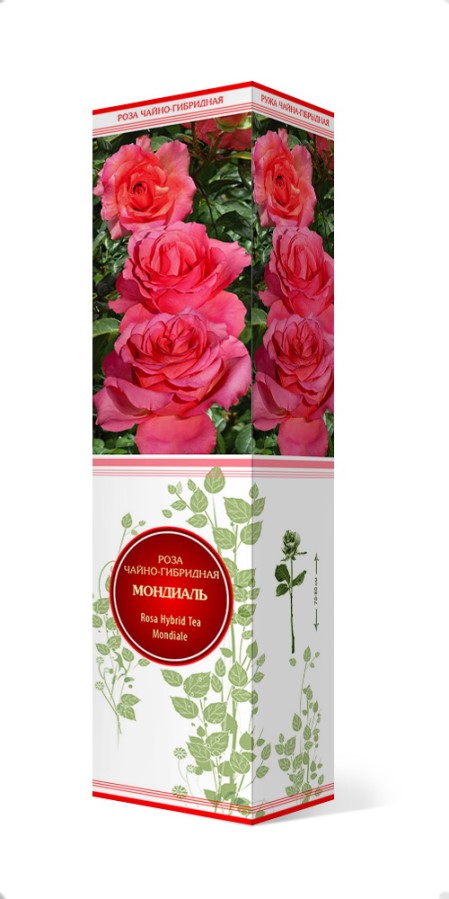 Купить Роза чайно-гибридная Мондиаль 1 шт. от 385 руб.