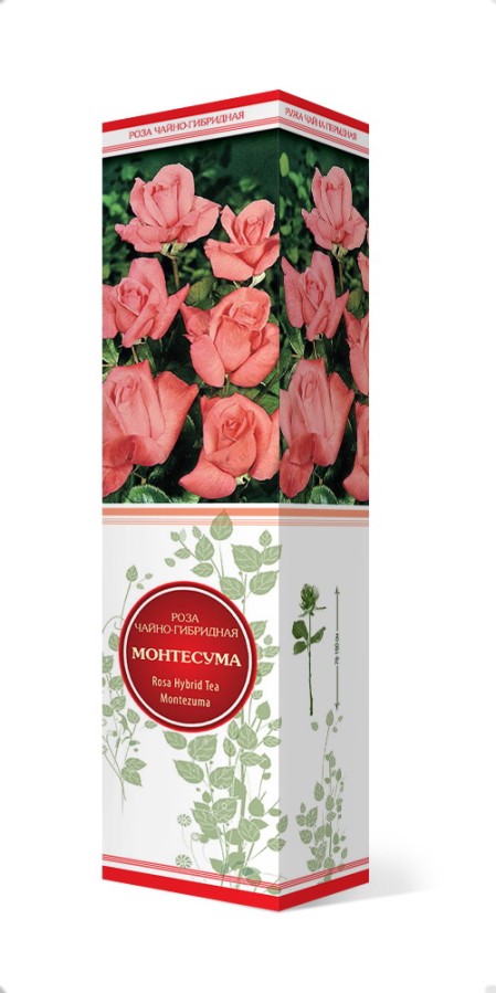 Купить Роза чайно-гибридная Монтесума  1 шт. от 290 руб.