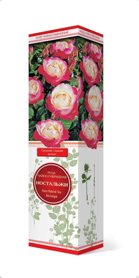 Купить Роза чайно-гибридная Ностальжи   1 шт. от 415 руб.