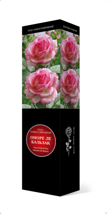 Купить Роза чайно-гибридная Оноре де Бальзак  1 шт. от 510 руб.