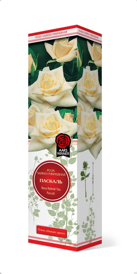 Купить Роза чайно-гибридная Паскаль 1 шт. от 385 руб.