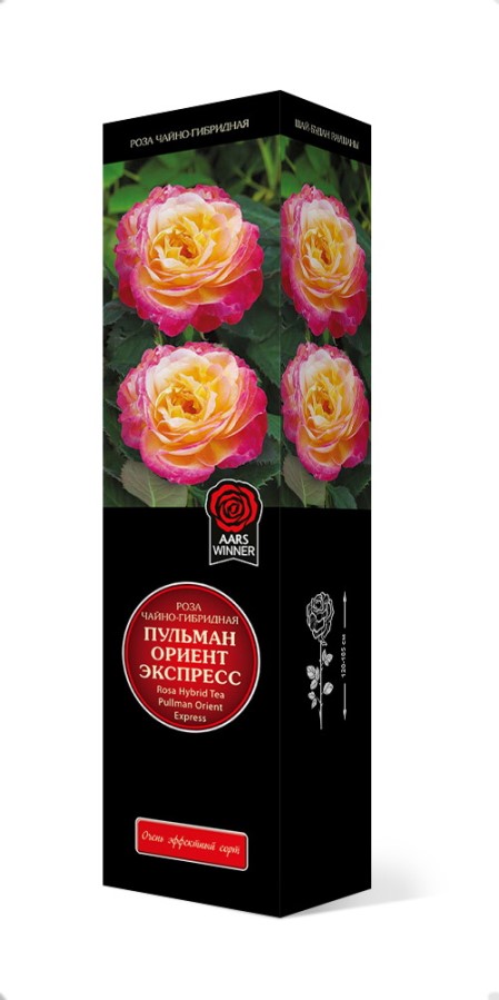 Купить Роза чайно-гибридная Пульман Ориент Экспресс 1 шт. от 574 руб.