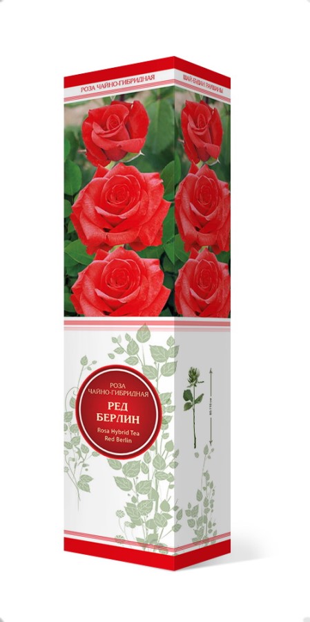 Купить Роза чайно-гибридная Ред Берлин   1 шт. от 295 руб.