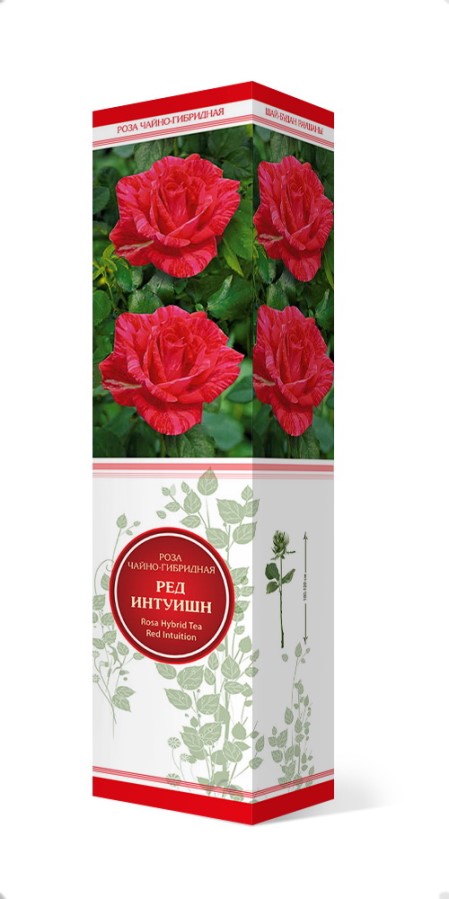Купить Роза чайно-гибридная Ред Интуин 1 шт. от 320 руб.