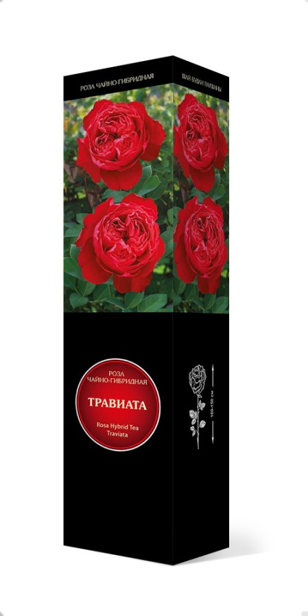 Купить Роза чайно-гибридная Травиата 1шт. от 510 руб.
