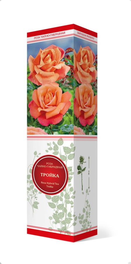 Купить Роза чайно-гибридная Тройка  1 шт. от 270 руб.