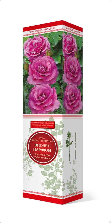 Купить Роза чайно-гибридная Виолет Парфюм   1 шт. от 383 руб.