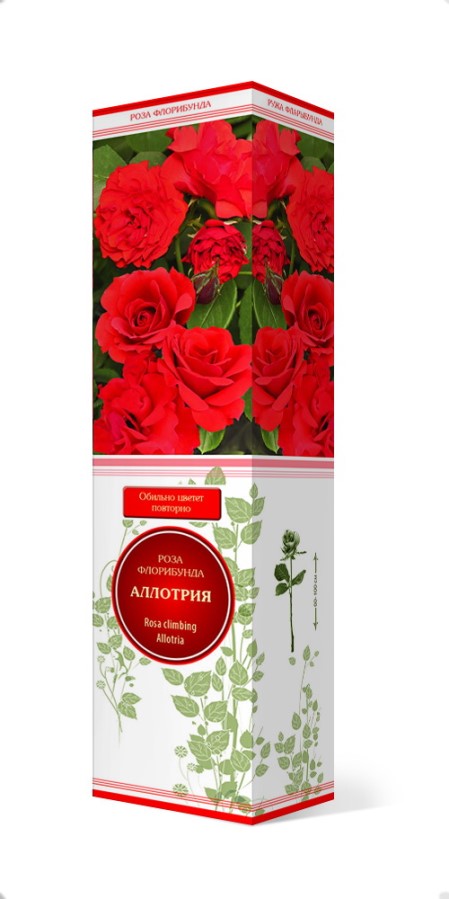 Купить Роза флорибунда Аллотрия 1 шт. от 275 руб.