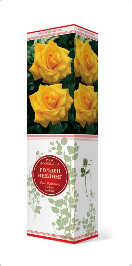 Купить Роза флорибунда Голден Веддинг  1 шт. от 275 руб.