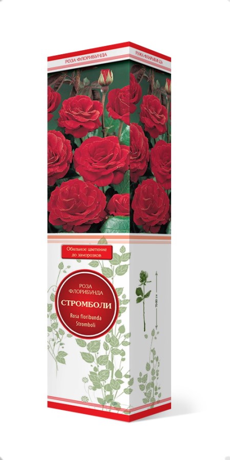 Купить Роза флорибунда Стромболи 1шт. от 320 руб.