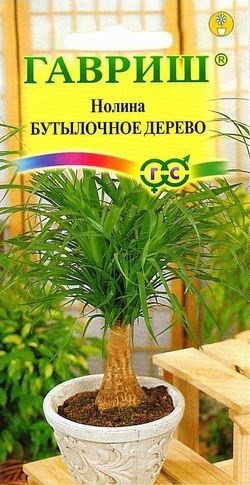 Купить Нолина Бутылочное дерево* 3 шт. за 37 руб. в наличии почтой |  «Сад-Эксперт» – Семена нолины