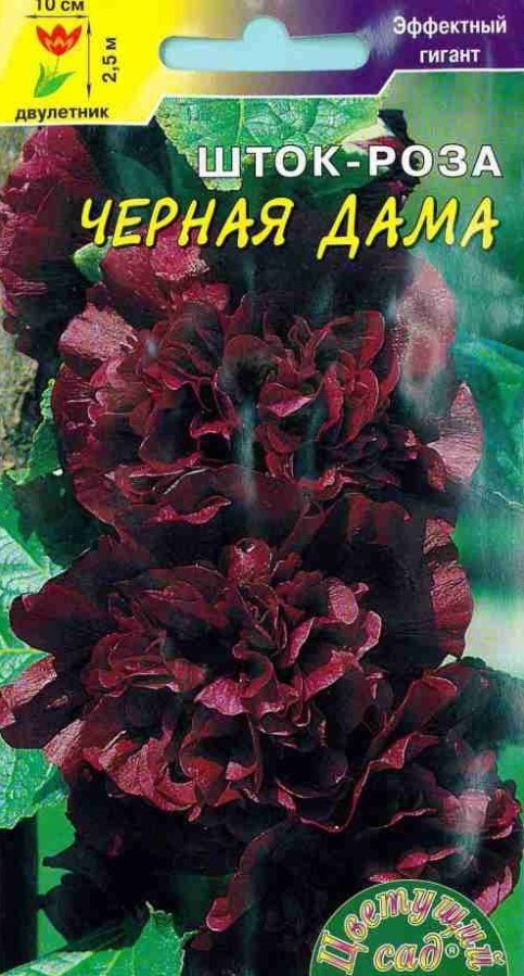 Купить Шток-роза Черная дама густомахровая 0,2гр. от 18 руб.